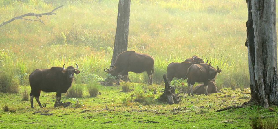 Photo of Nagarhole, Tholpetty and Irupu Falls: A golden triangle of sorts! 5/19 by Raj Abhishek