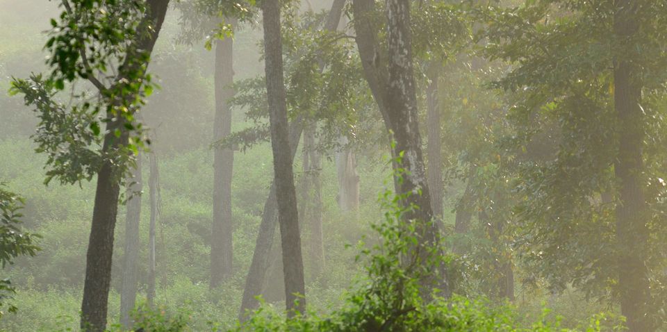 Photo of Nagarhole, Tholpetty and Irupu Falls: A golden triangle of sorts! 8/19 by Raj Abhishek