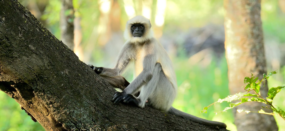 Photo of Nagarhole, Tholpetty and Irupu Falls: A golden triangle of sorts! 12/19 by Raj Abhishek