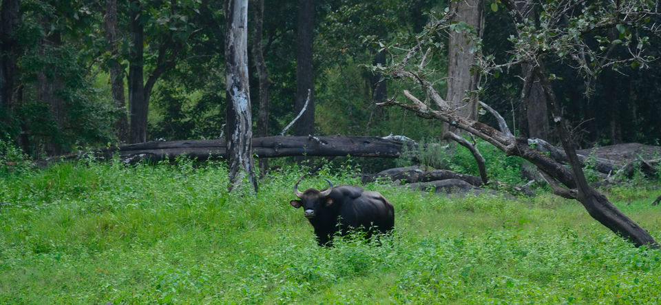 Photo of Nagarhole, Tholpetty and Irupu Falls: A golden triangle of sorts! 13/19 by Raj Abhishek