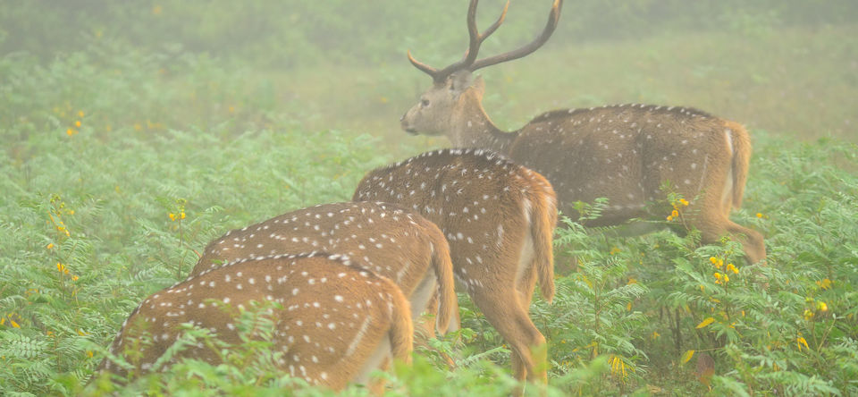Photo of Nagarhole, Tholpetty and Irupu Falls: A golden triangle of sorts! 14/19 by Raj Abhishek