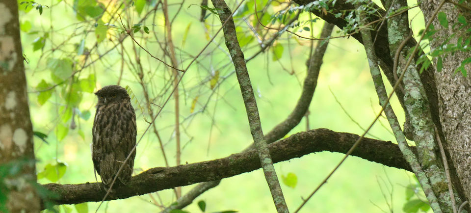 Photo of Nagarhole, Tholpetty and Irupu Falls: A golden triangle of sorts! 15/19 by Raj Abhishek