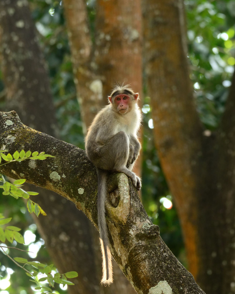 Photo of Nagarhole, Tholpetty and Irupu Falls: A golden triangle of sorts! 16/19 by Raj Abhishek