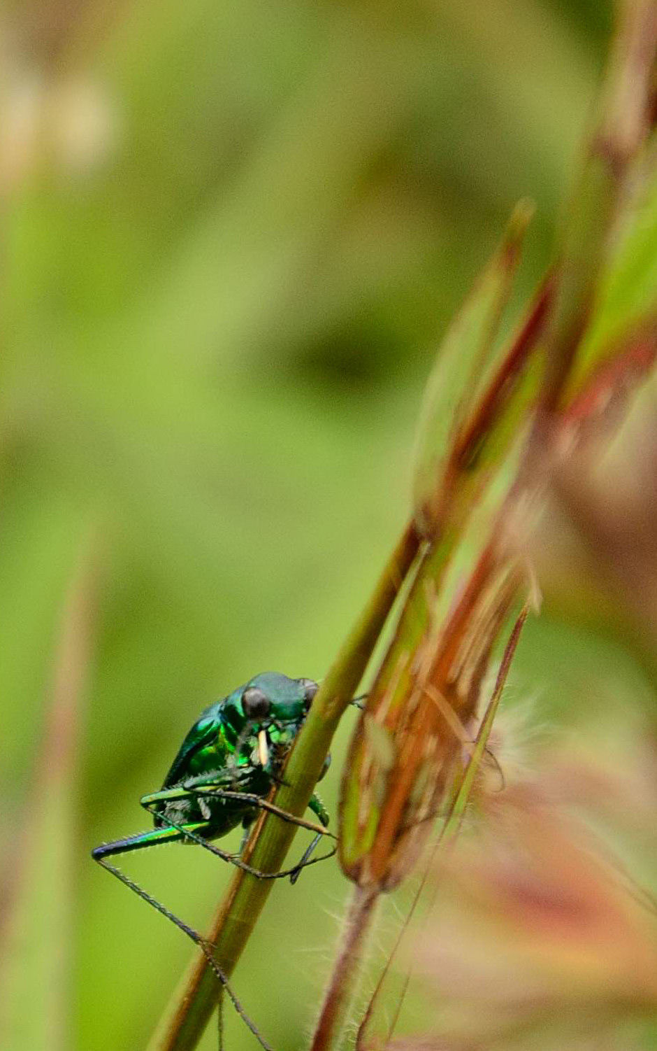 Photo of A trek up the highest peak in Coorg: Tadiandamol! 14/19 by Raj Abhishek