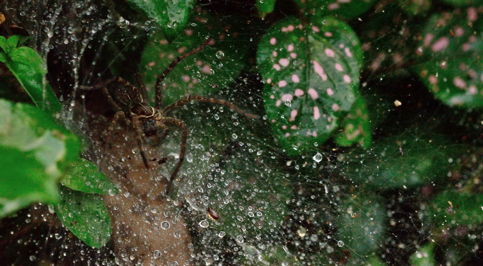 Photo of A trek up the highest peak in Coorg: Tadiandamol! 16/19 by Raj Abhishek