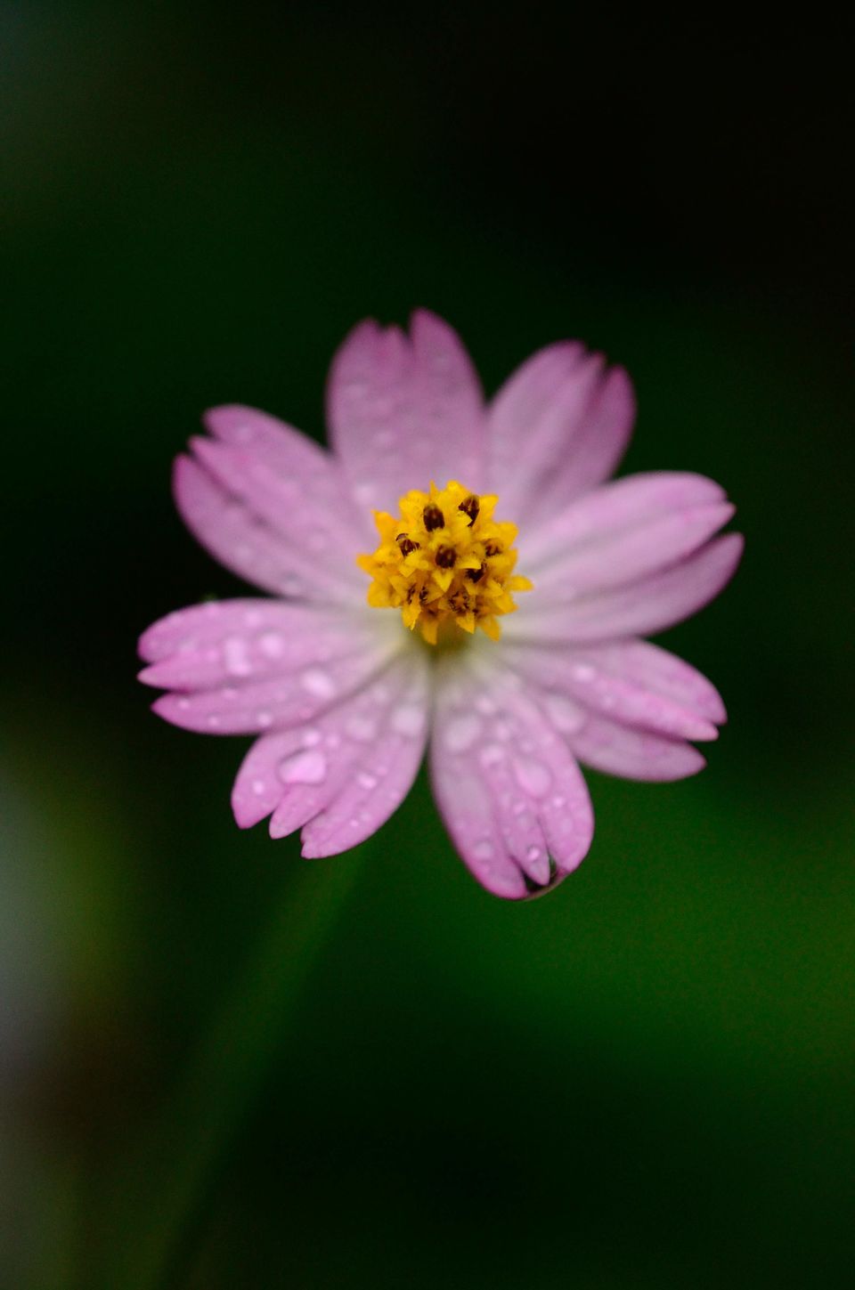 Photo of A trek up the highest peak in Coorg: Tadiandamol! 19/19 by Raj Abhishek