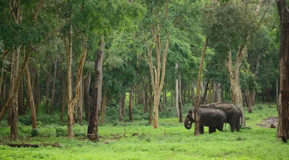 Photo of K Gudi Wilderness Camp, Punajur State Forest, Karnataka, India by Raj Abhishek