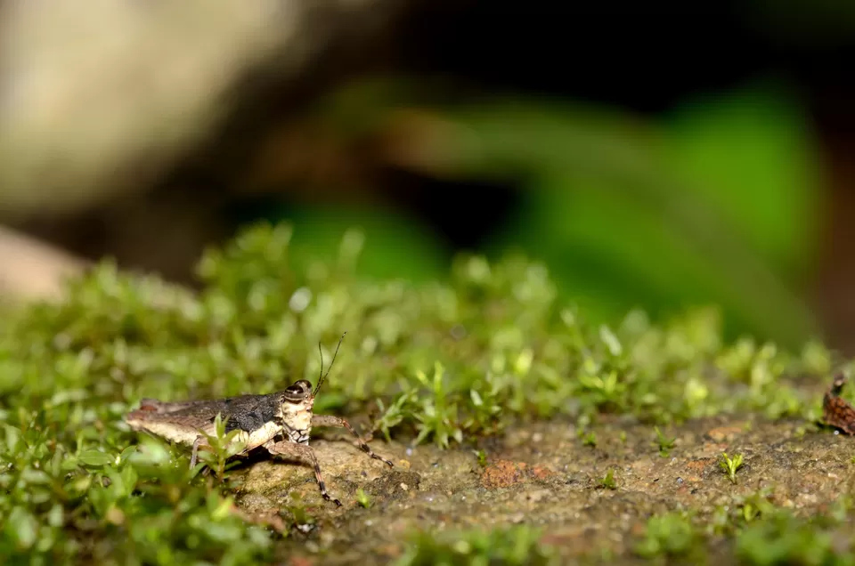 Photo of Peringalkuth powerhouse, Pariyaram, Kerala, India by Raj Abhishek