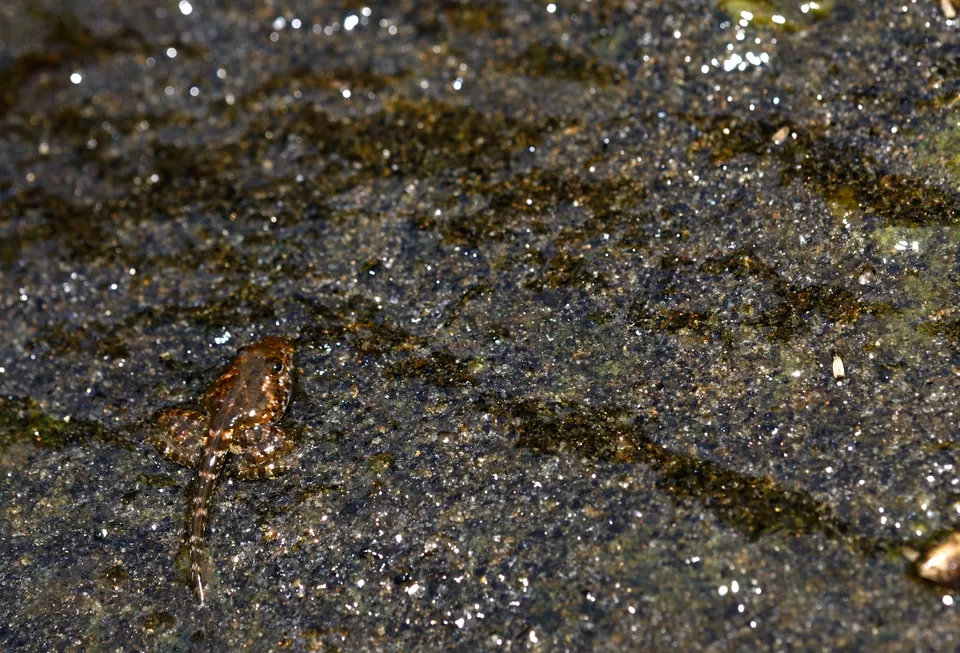 Photo of Sholayar Reservoir Dam, Pariyaram, Kerala, India by Raj Abhishek