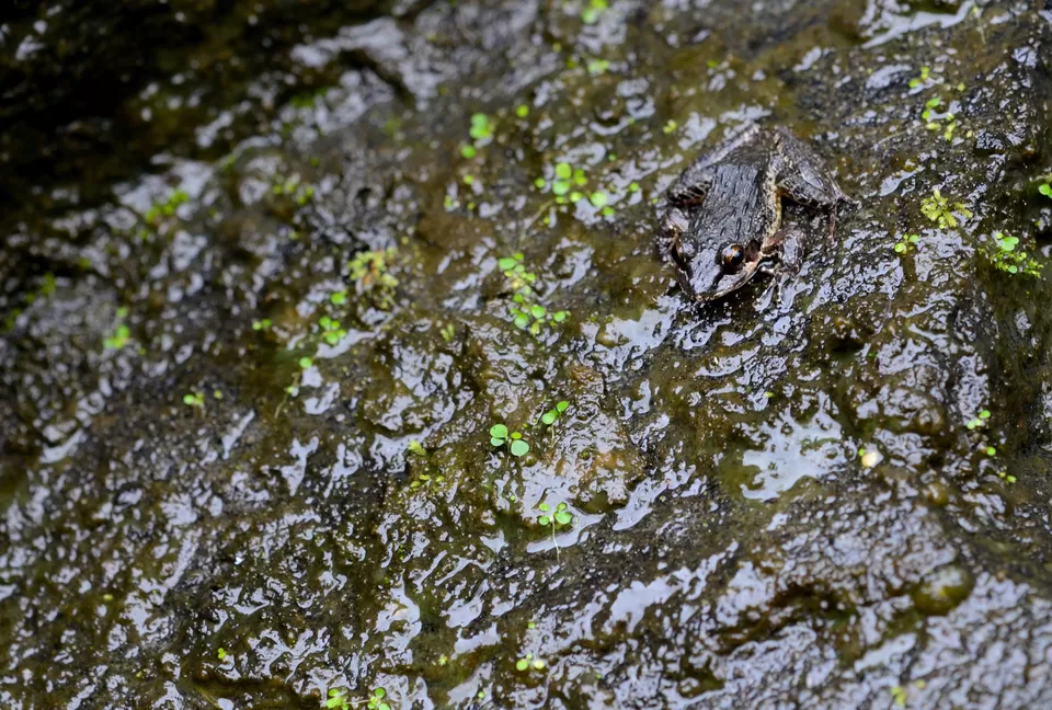 Photo of Sholayar Reservoir Dam, Pariyaram, Kerala, India by Raj Abhishek