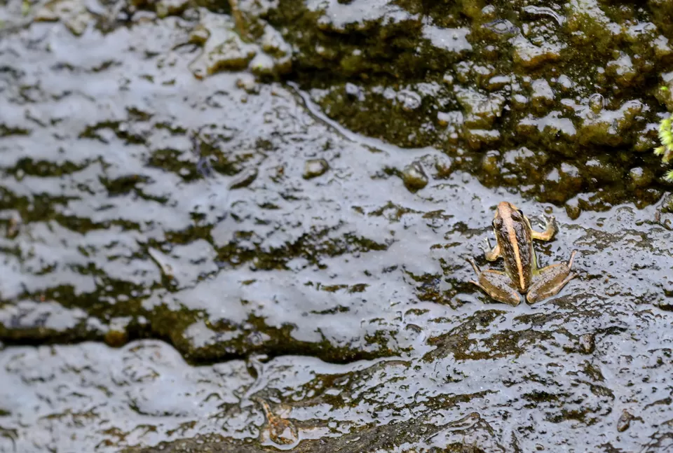 Photo of Sholayar Reservoir Dam, Pariyaram, Kerala, India by Raj Abhishek
