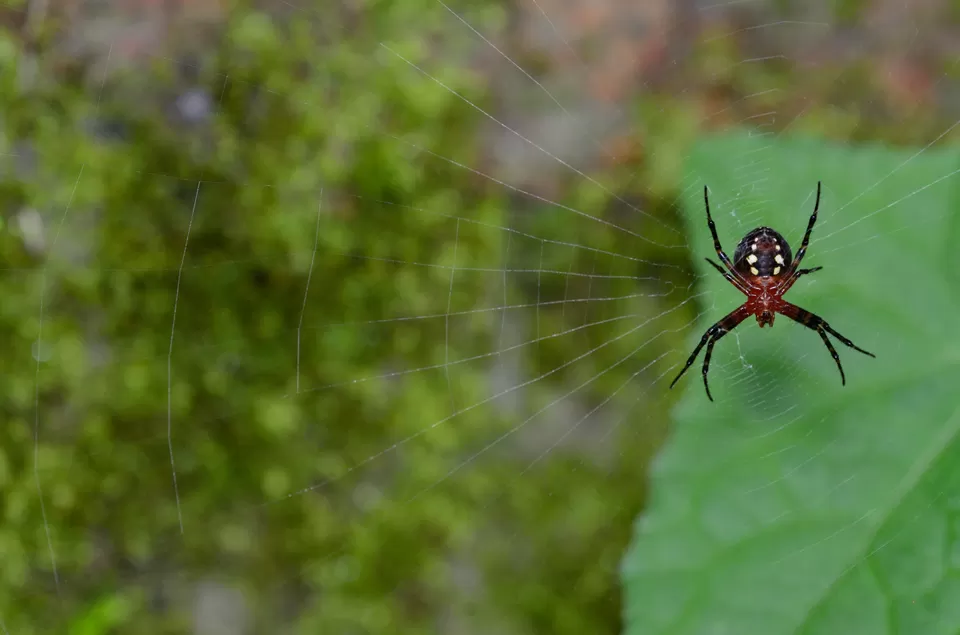 Photo of PWD Rest house, Chalakudy, Kerala, India by Raj Abhishek