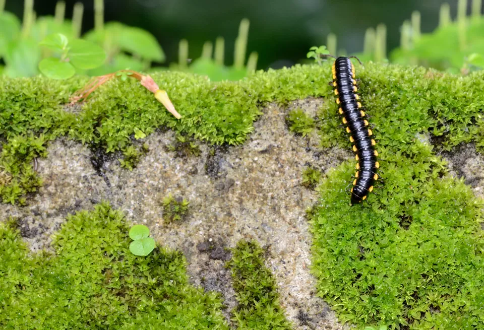Photo of PWD Rest house, Chalakudy, Kerala, India by Raj Abhishek