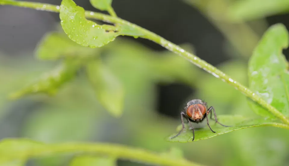 Photo of PWD Rest house, Chalakudy, Kerala, India by Raj Abhishek