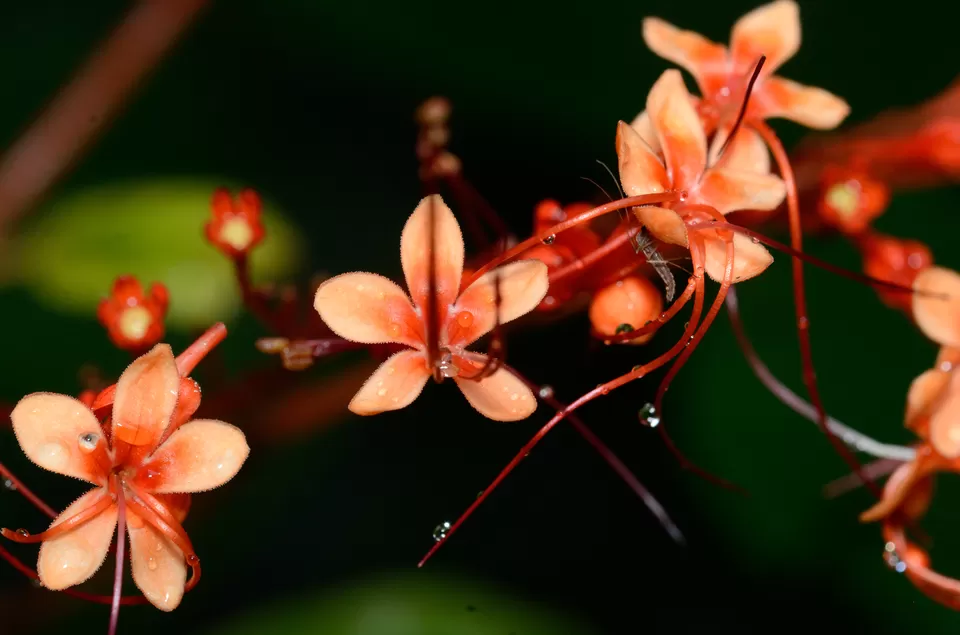 Photo of PWD Rest house, Chalakudy, Kerala, India by Raj Abhishek