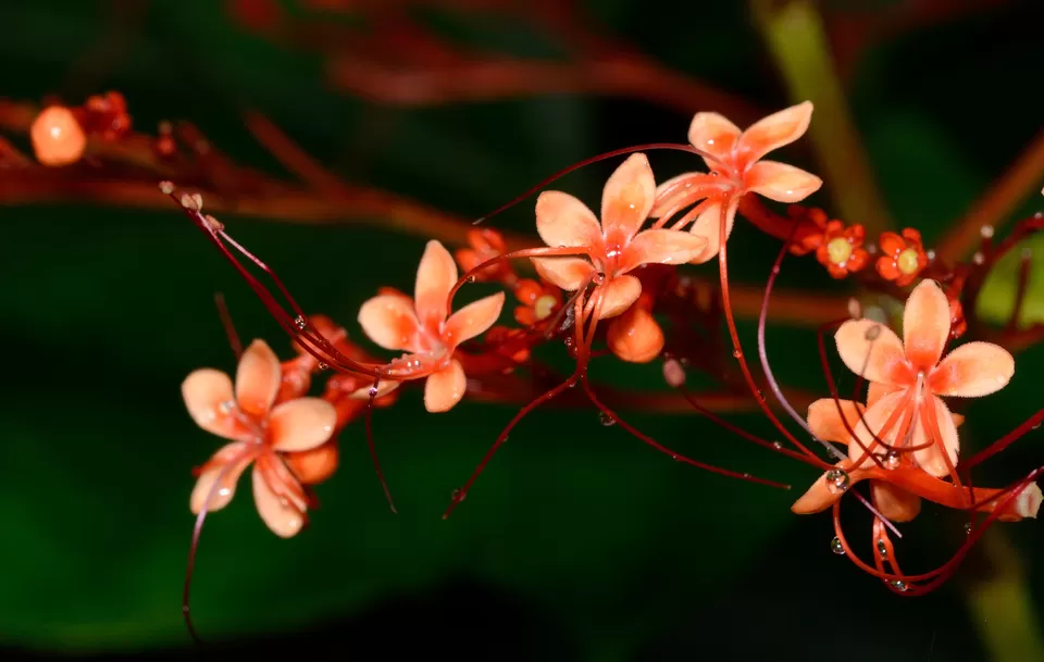 Photo of PWD Rest house, Chalakudy, Kerala, India by Raj Abhishek
