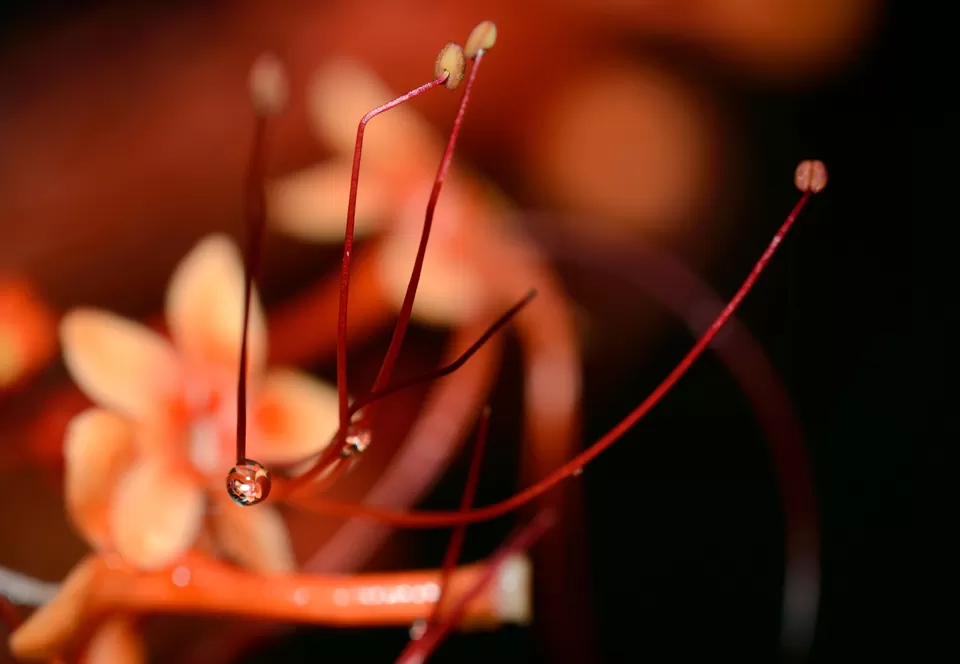 Photo of PWD Rest house, Chalakudy, Kerala, India by Raj Abhishek