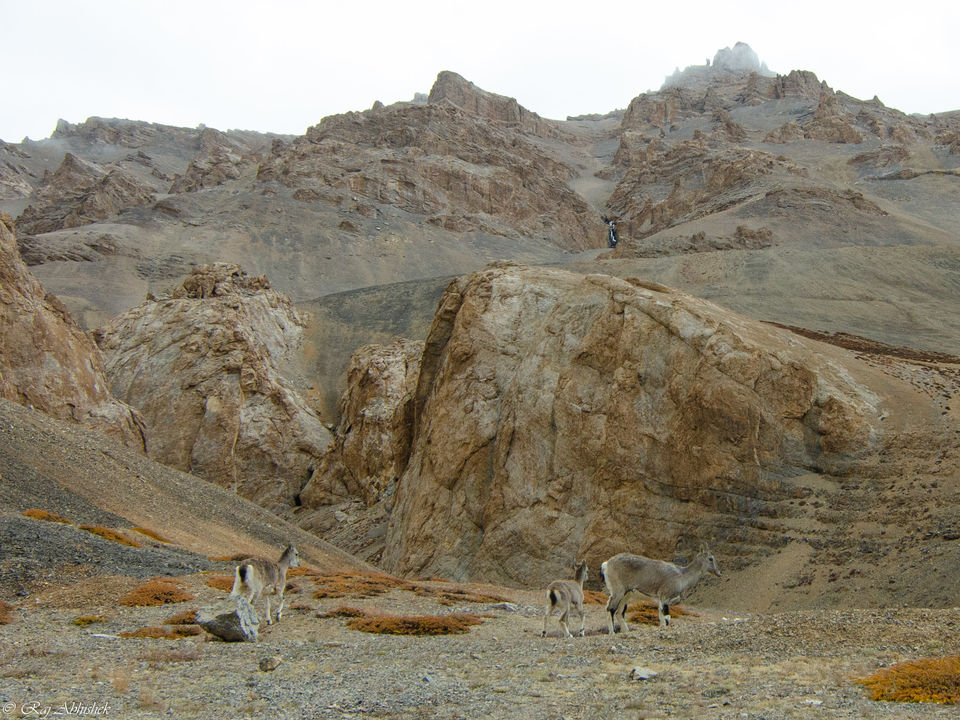 Photo of That quintessential trip in the Himalayas: Manali to Leh in September by Raj Abhishek
