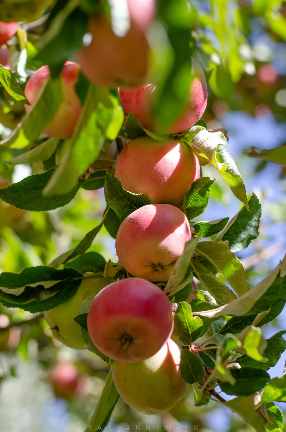 Photo of Zaltak Guest House, Changspa Road, Leh by Raj Abhishek