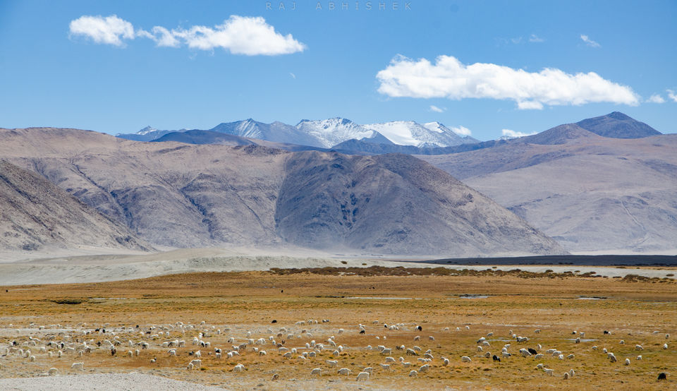 Photo of Ladakh Diaries: Pangong Tso and Tso Moriri; those ‘blues’ that we all love ! by Raj Abhishek