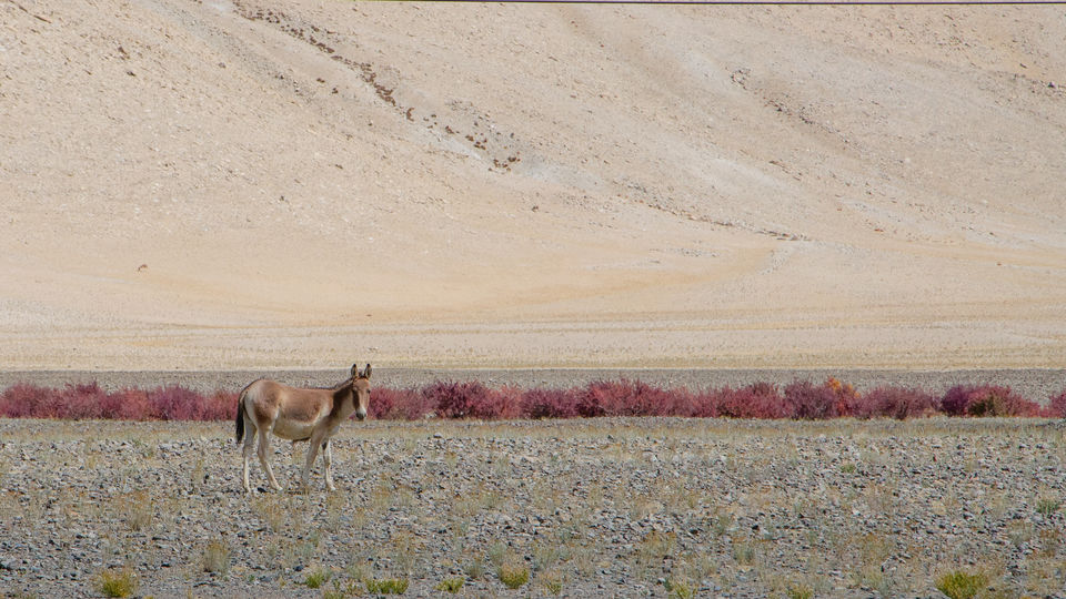 Photo of Ladakh Diaries: Pangong Tso and Tso Moriri; those ‘blues’ that we all love ! by Raj Abhishek