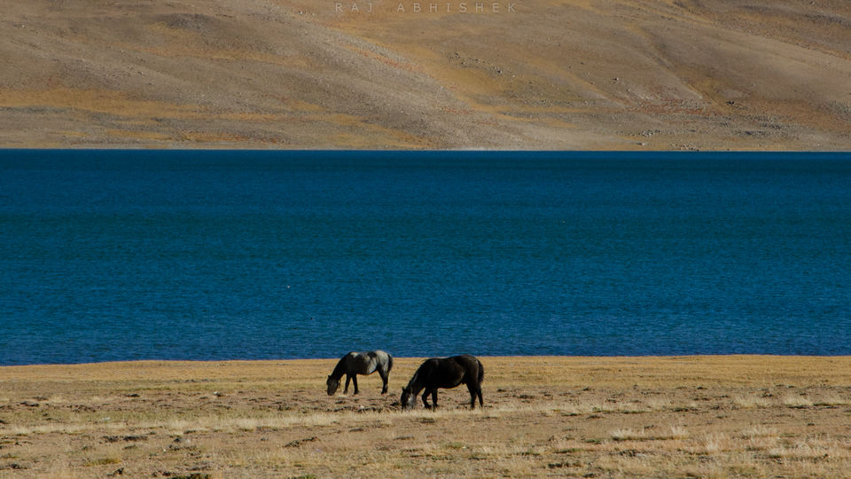 Photo of Ladakh Diaries: Pangong Tso and Tso Moriri; those ‘blues’ that we all love ! by Raj Abhishek