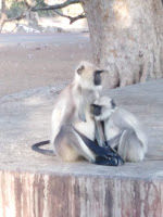Photo of मोरीगर महादेव मंदिर, कुसमा(सिरोही) 11/13 by vj