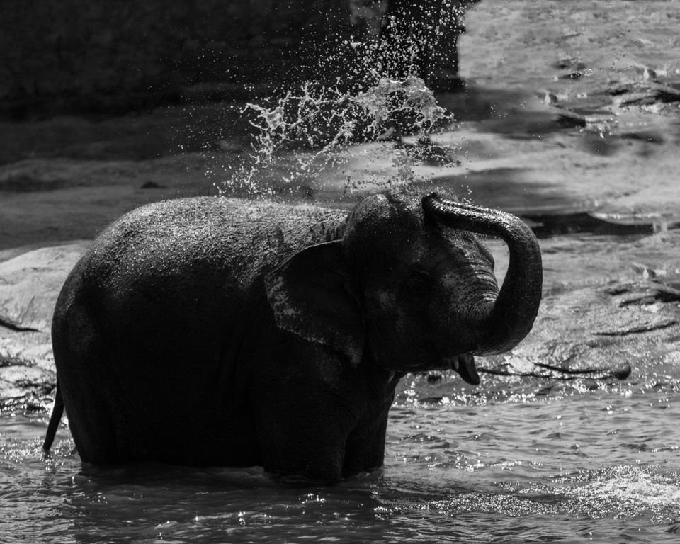Photo of Pinnawala Elephant Orphanage, B199, Rambukkana, Sri Lanka by Ameet Kela