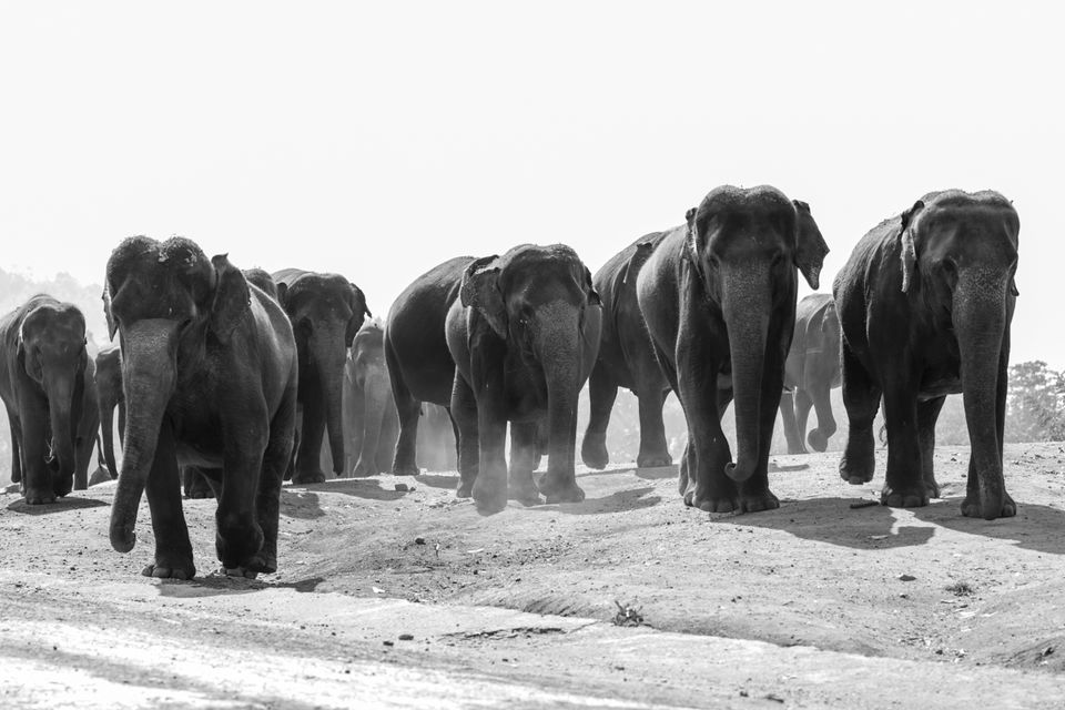 Photo of Pinnawala Elephant Orphanage, B199, Rambukkana, Sri Lanka by Ameet Kela