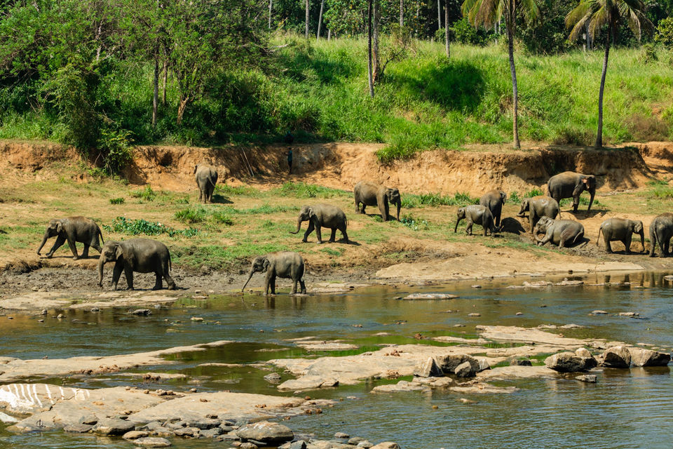 Photo of Pinnawala Elephant Orphanage, B199, Rambukkana, Sri Lanka by Ameet Kela