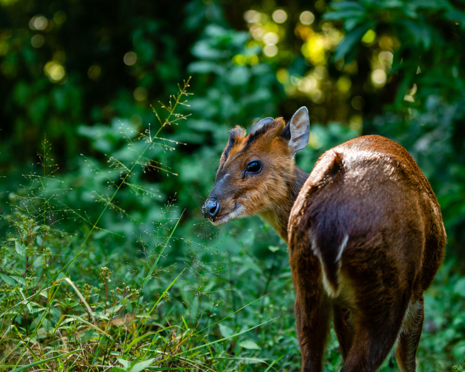 Photo of Nuwara Eliya, Sri Lanka by Ameet Kela