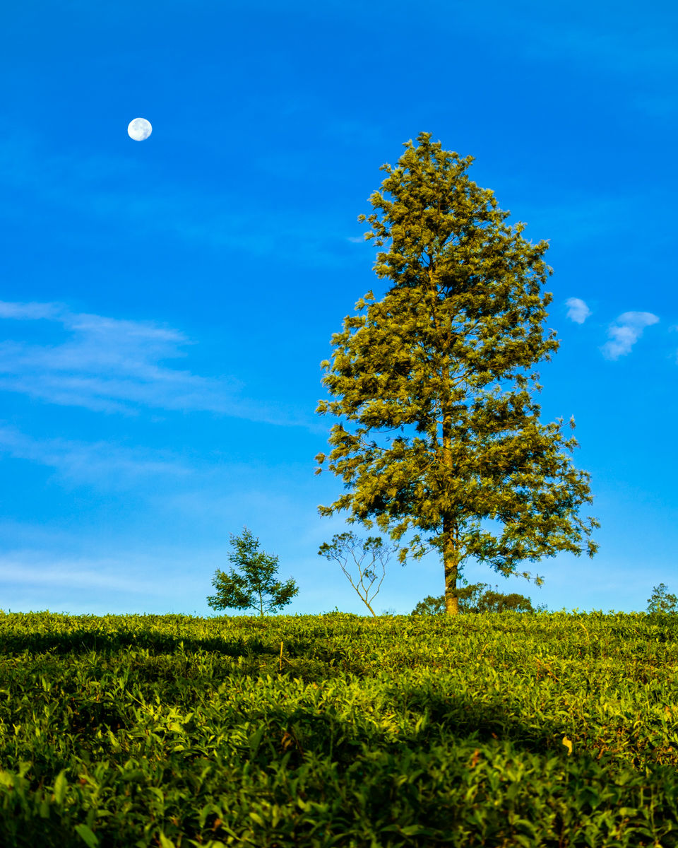 Photo of Ella Nature view, Ella, Sri Lanka by Ameet Kela