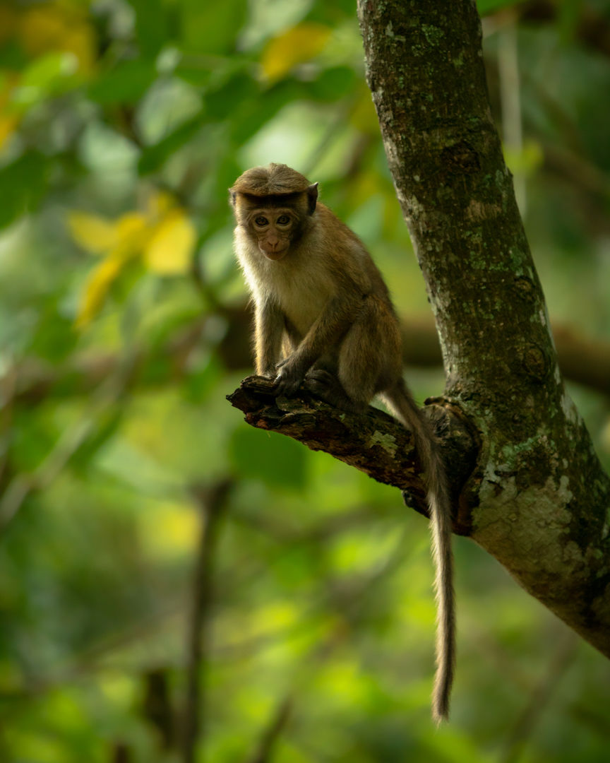 Photo of Yala National Park, Sri Lanka by Ameet Kela
