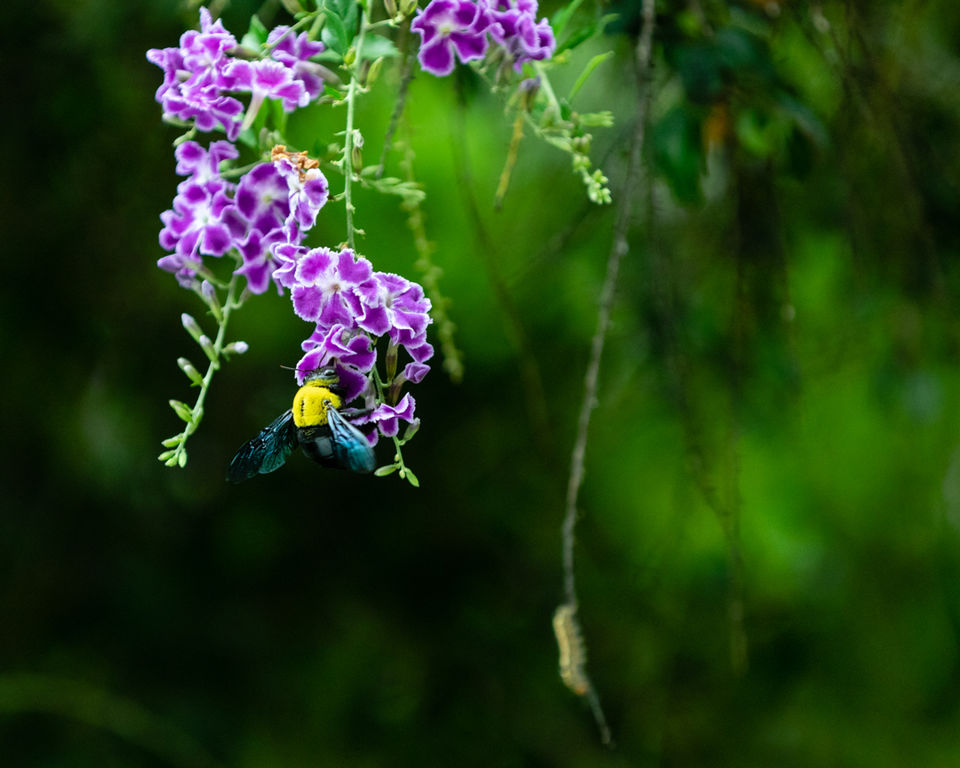 Photo of Yala National Park, Sri Lanka by Ameet Kela