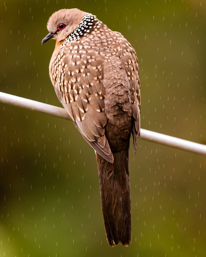 Photo of Yala National Park, Sri Lanka by Ameet Kela