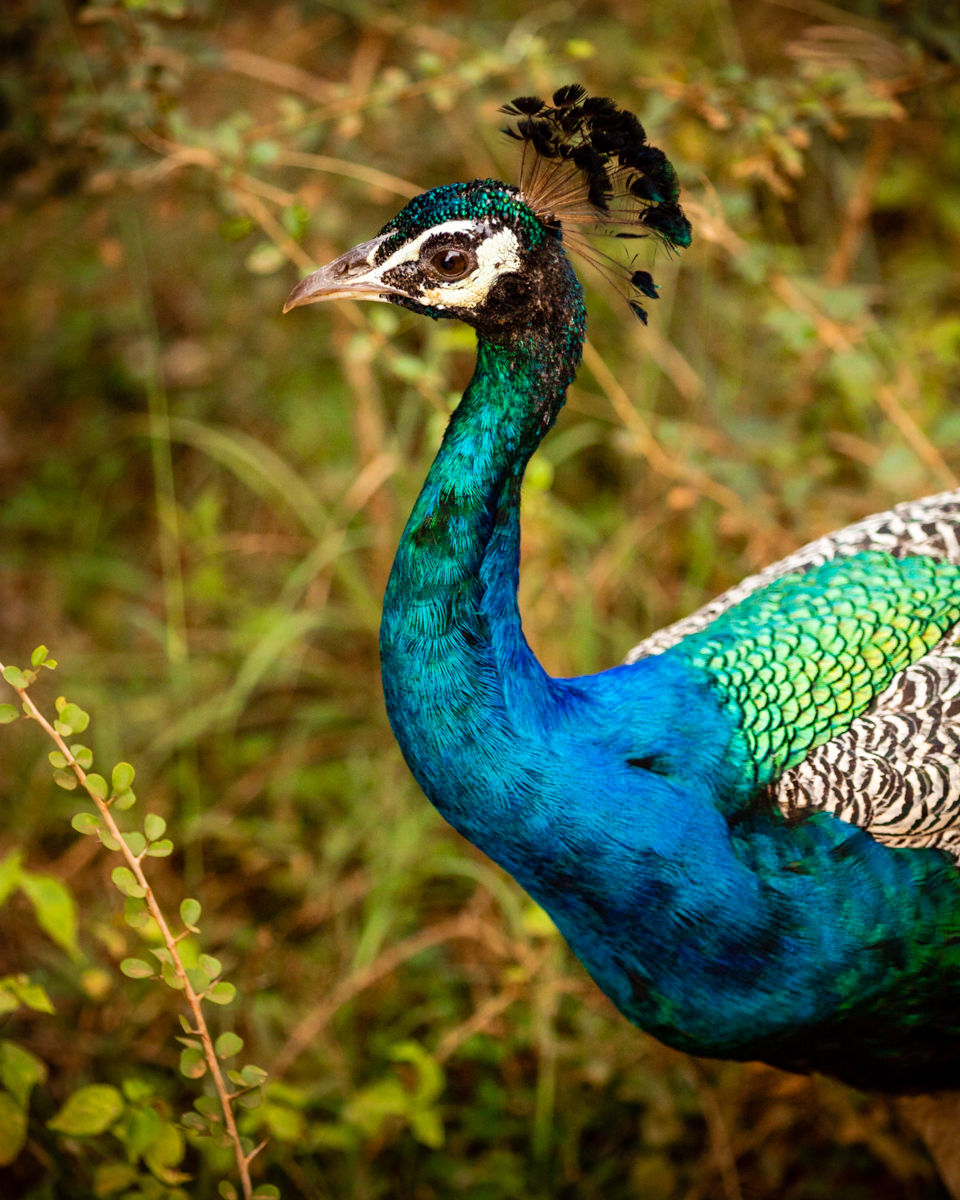 Photo of Yala National Park, Sri Lanka by Ameet Kela