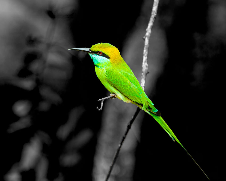 Photo of Yala National Park, Sri Lanka by Ameet Kela