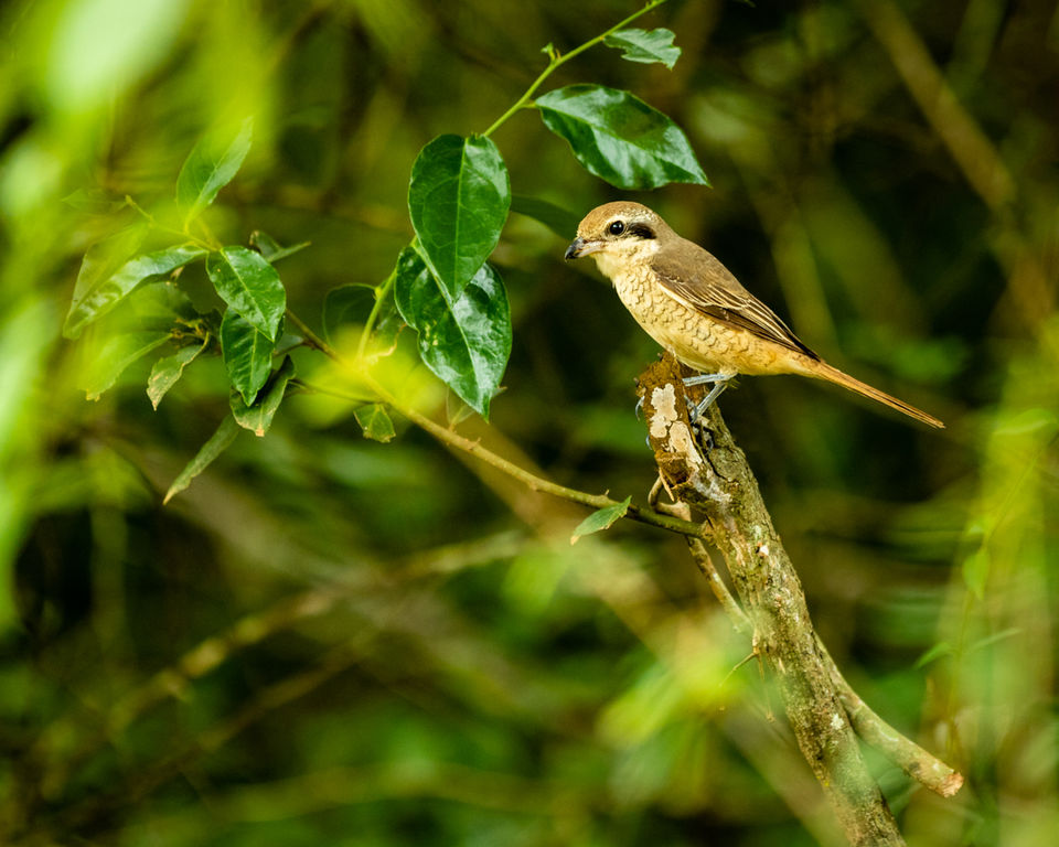 Photo of Yala National Park, Sri Lanka by Ameet Kela