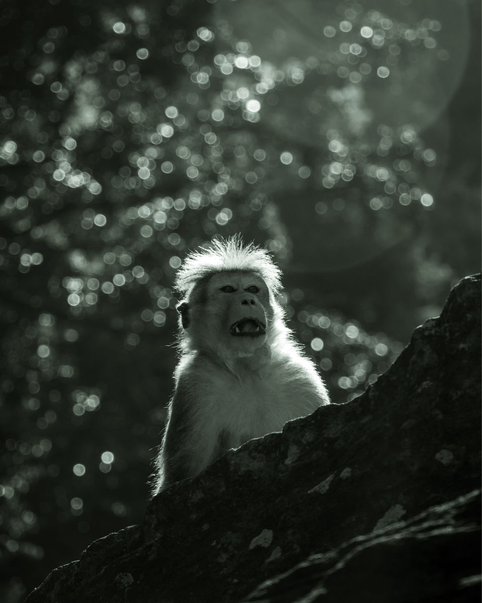 Photo of Yala National Park, Sri Lanka by Ameet Kela