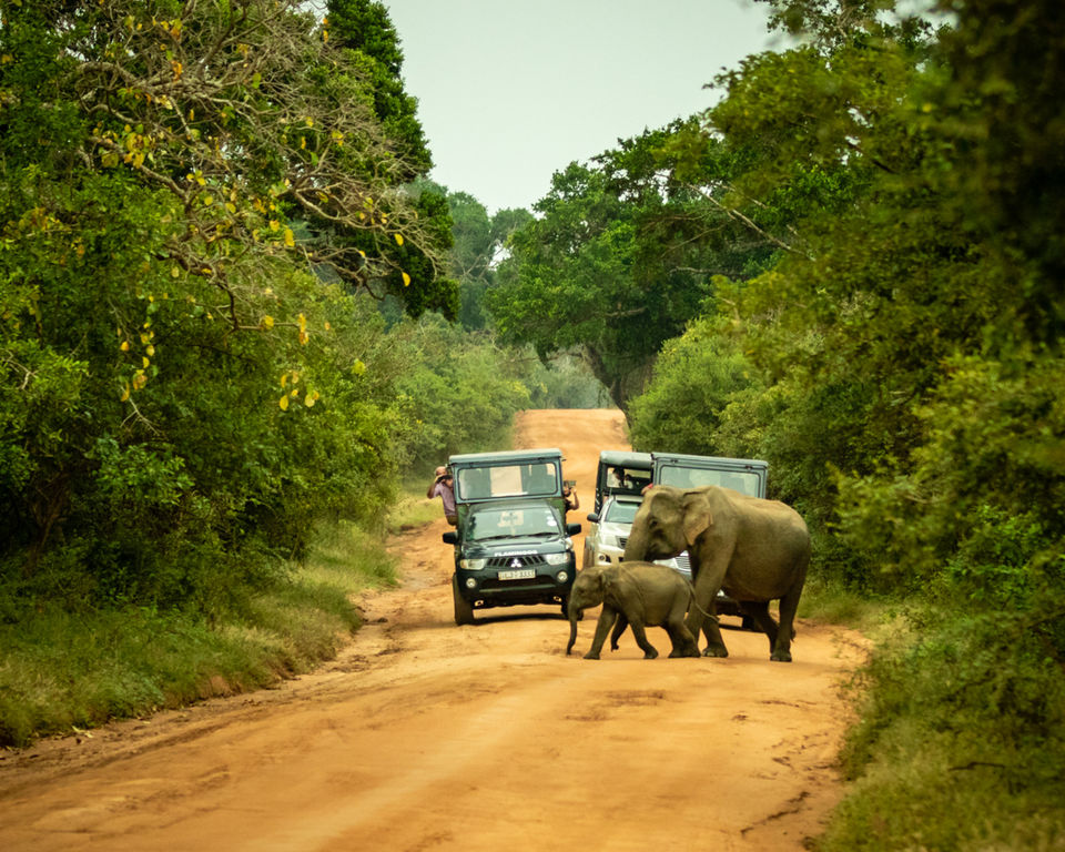 Photo of Yala National Park, Sri Lanka by Ameet Kela