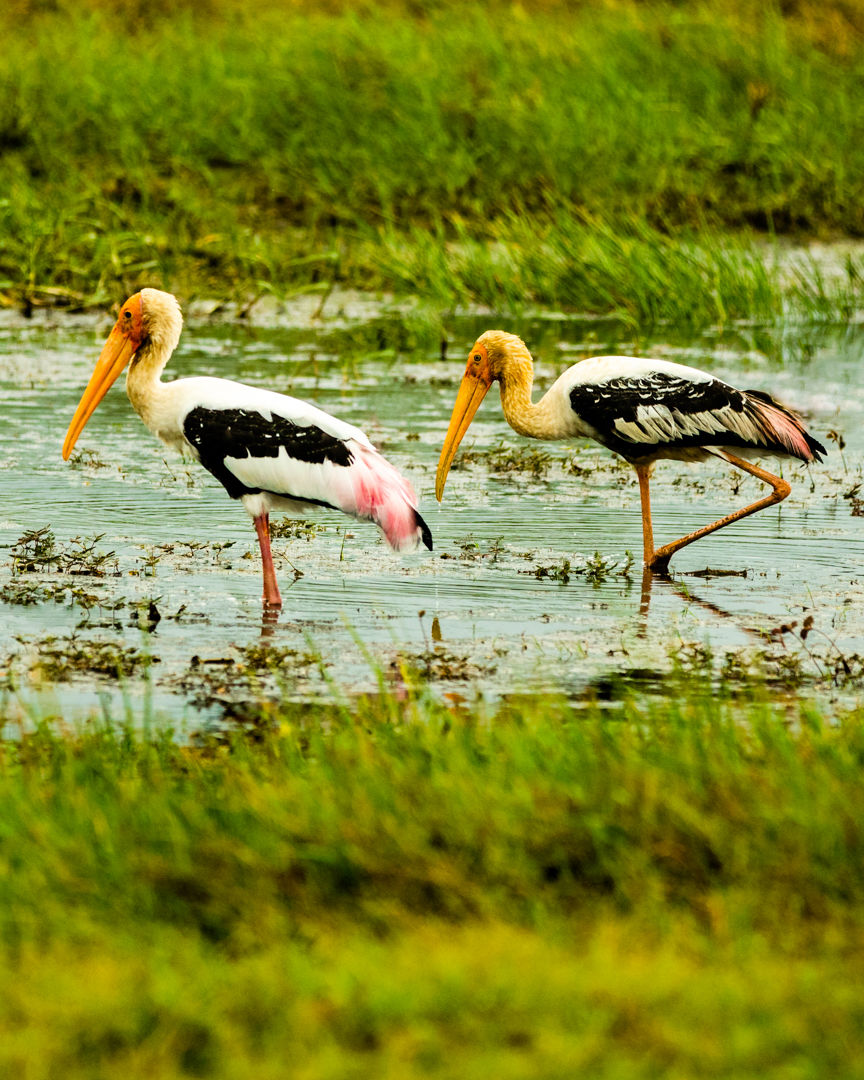 Photo of Yala National Park, Sri Lanka by Ameet Kela
