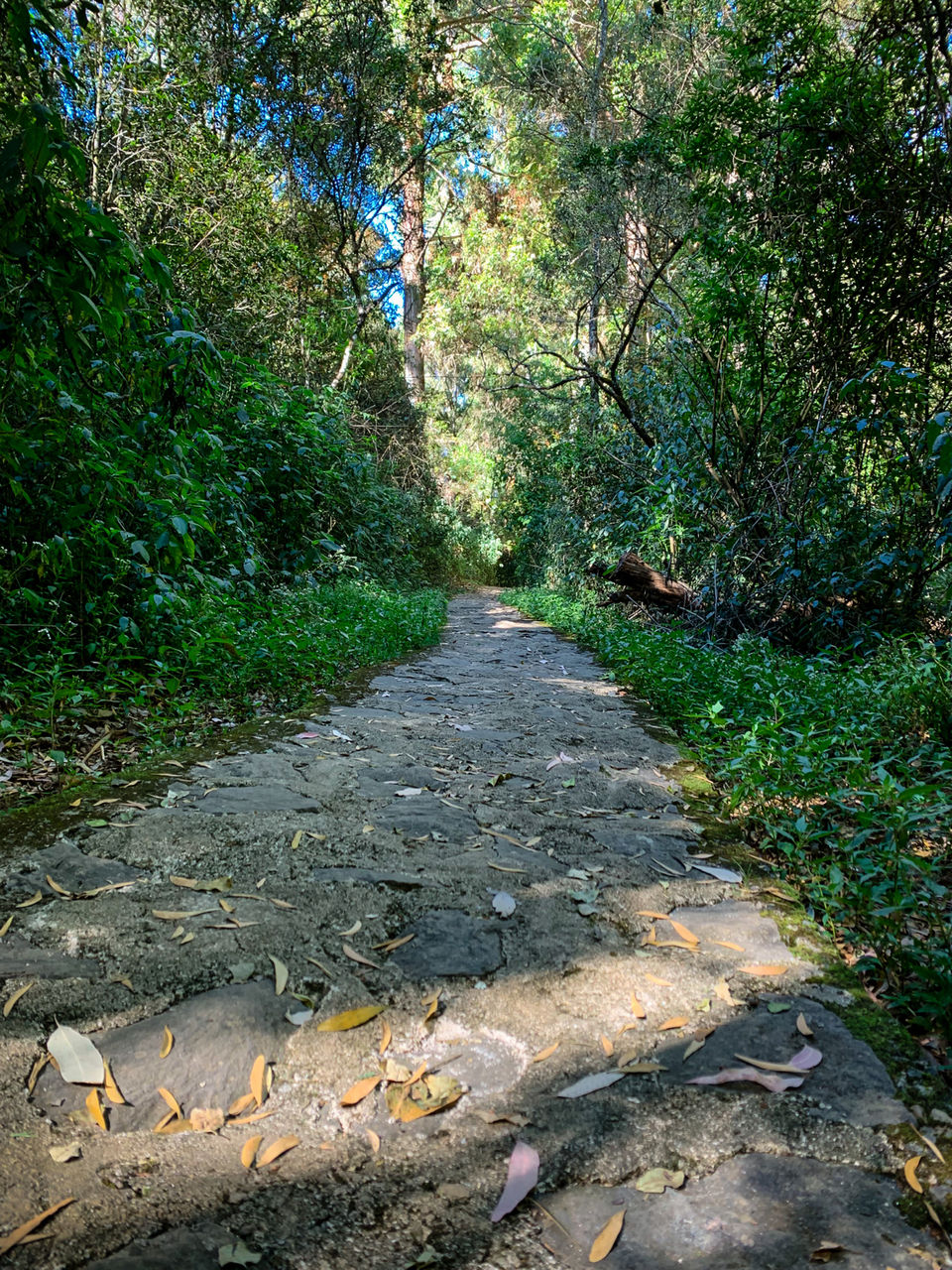 Photo of Nuwara Eliya, Sri Lanka by Ameet Kela