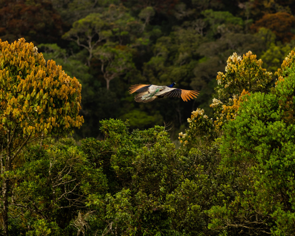 Photo of Nuwara Eliya, Sri Lanka by Ameet Kela