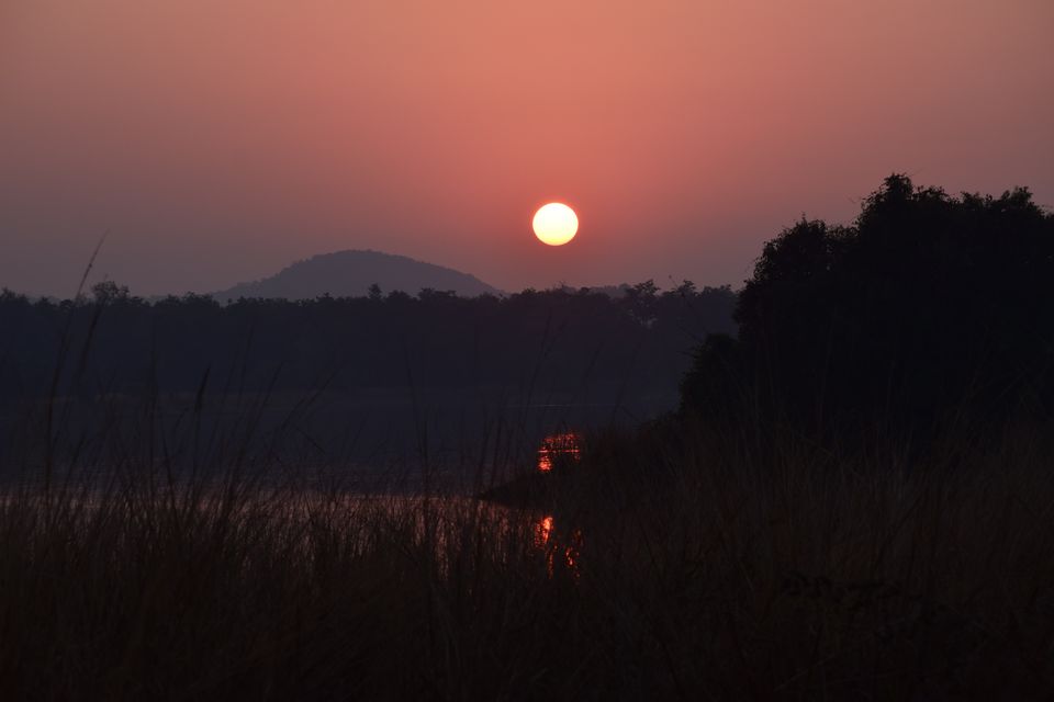 Photo of THE JUNGLES OF SATPURA.🌳🐅 by Anushka Amlathe