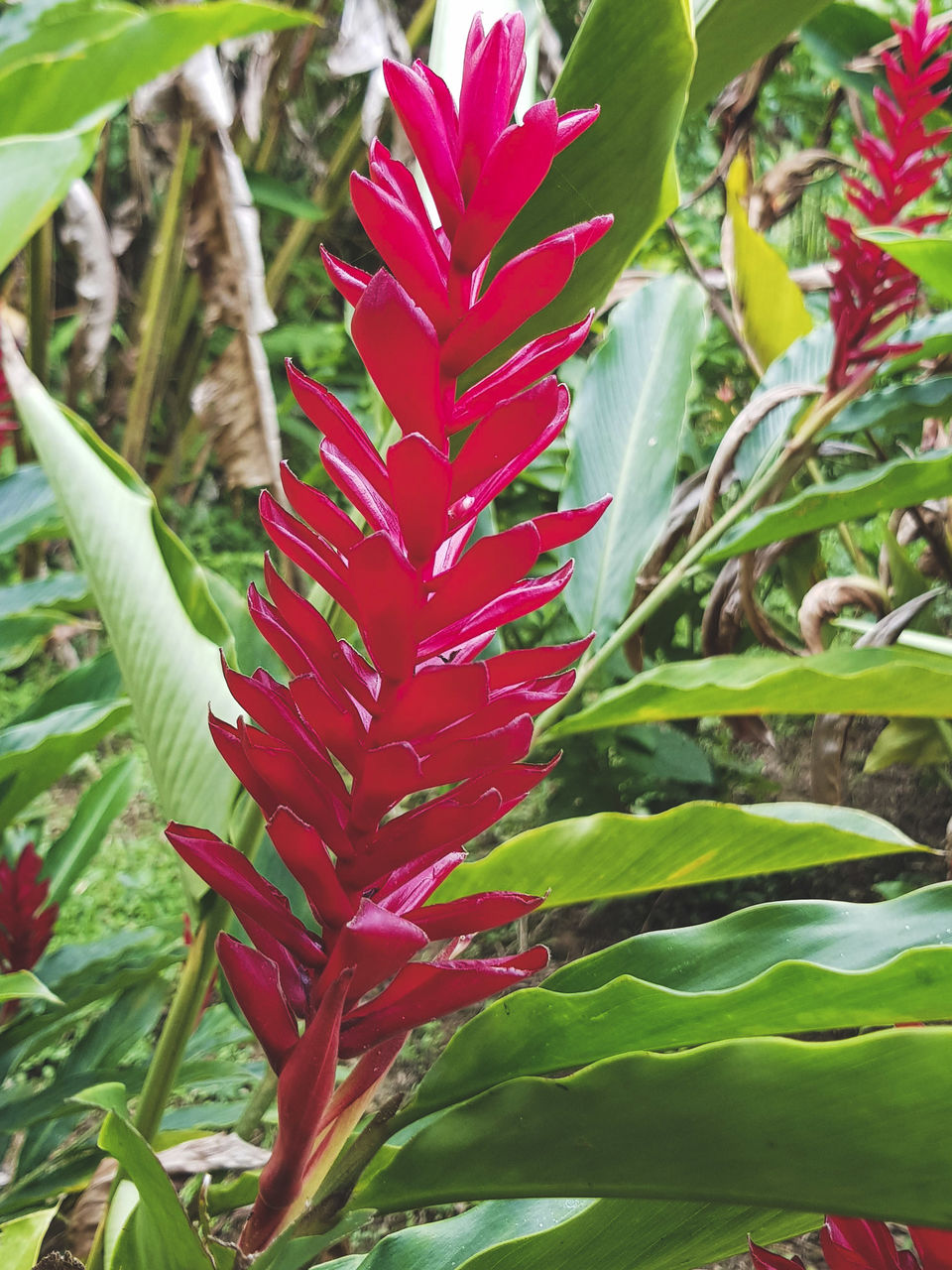 Photo of Peru by suva jana