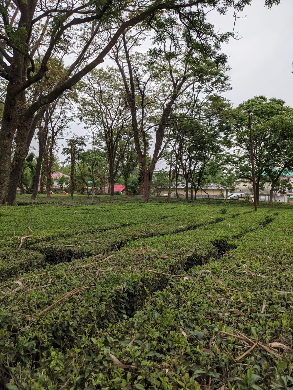 Photo of Palampur Tea Gardens, Hotel T Bud - Neuggal Road, Lohna, Himachal Pradesh, Palampur, Himachal Pradesh, India by Ishita Das