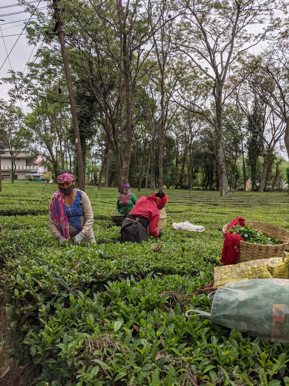 Photo of Palampur Tea Gardens, Hotel T Bud - Neuggal Road, Lohna, Himachal Pradesh, Palampur, Himachal Pradesh, India by Ishita Das