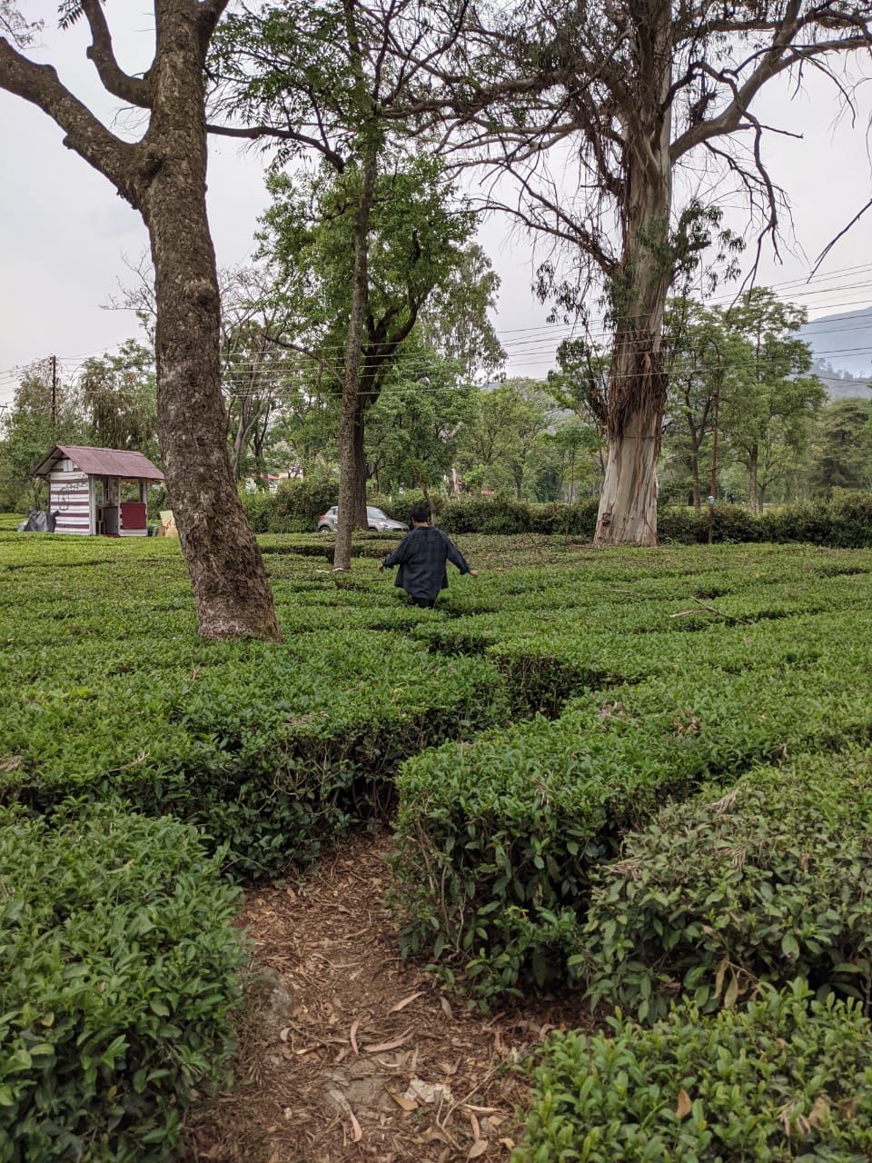 Photo of Palampur Tea Gardens, Hotel T Bud - Neuggal Road, Lohna, Himachal Pradesh, Palampur, Himachal Pradesh, India by Ishita Das