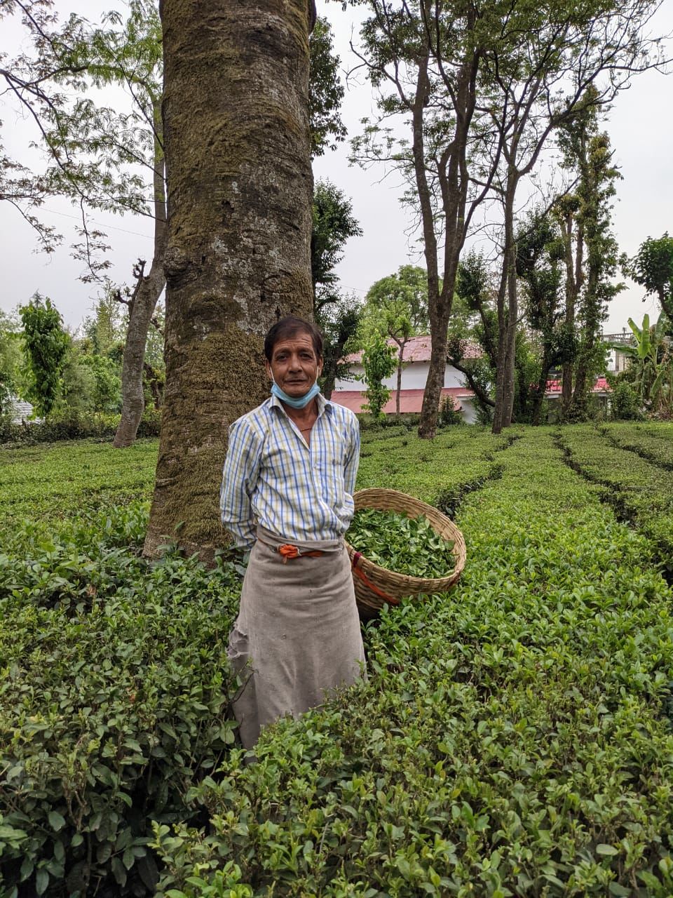 Photo of Palampur Tea Gardens, Hotel T Bud - Neuggal Road, Lohna, Himachal Pradesh, Palampur, Himachal Pradesh, India by Ishita Das