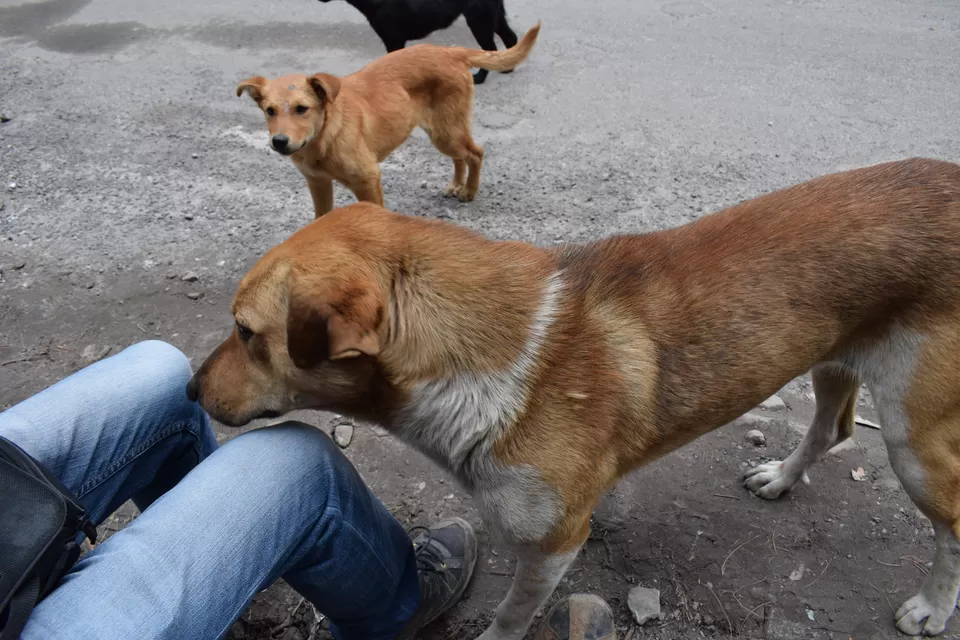 Photo of Bhuntar, Himachal Pradesh, India by Ashfaque Hussain